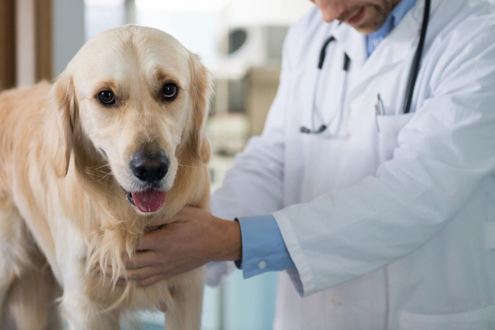 A dog is being examined by a vet.